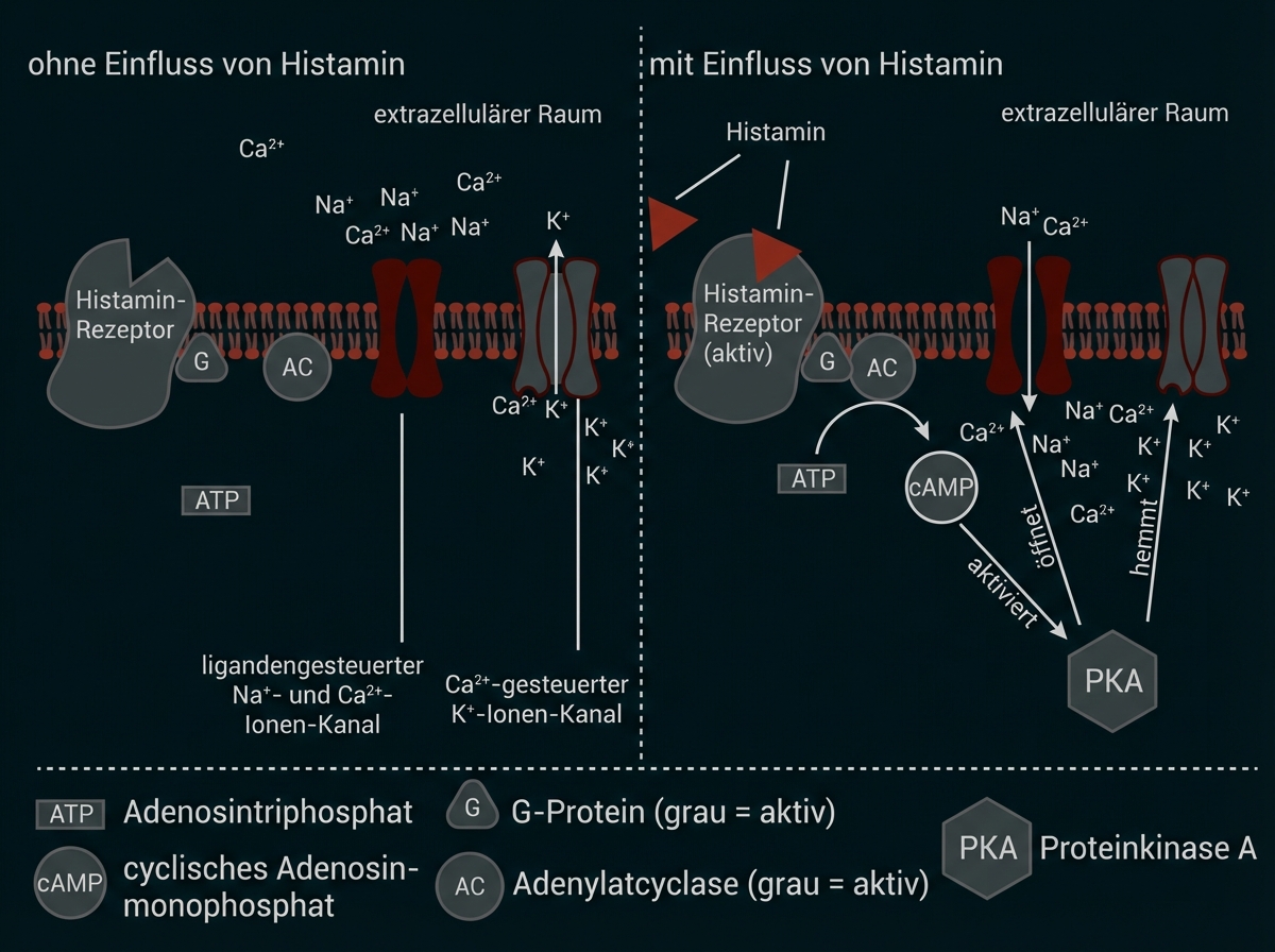 Diagramm: Histamin aktiviert Rezeptor, beeinflusst Ionenkanäle und cAMP/PKA-Signalweg.